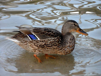 Duck 3