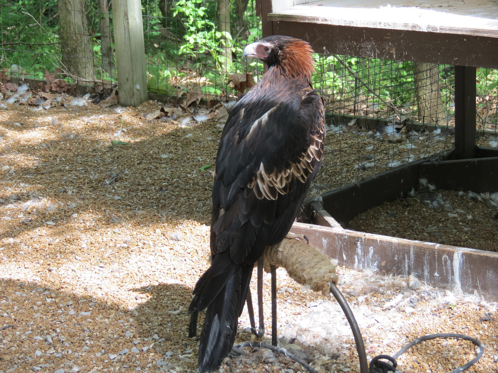 Wedge Tailed Eagle