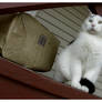 Cat's Out of the Bag