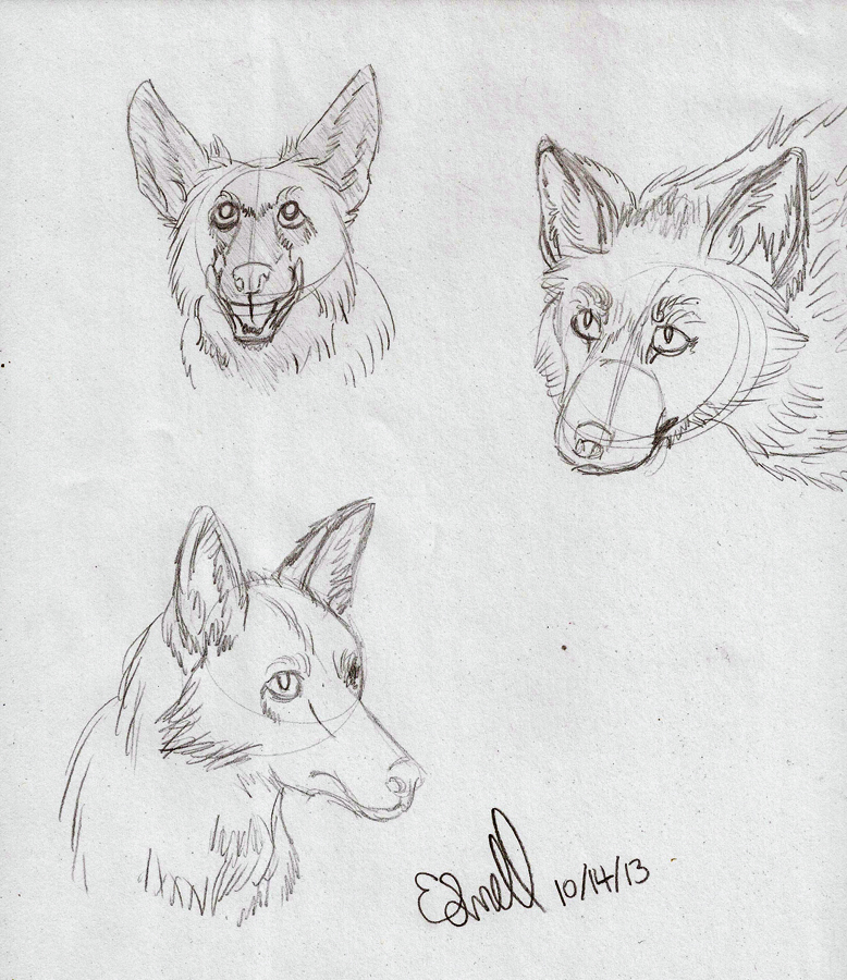 Fox Doodles