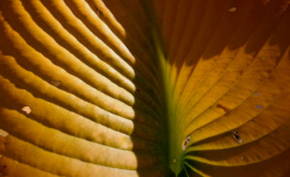 Hosta Revisited