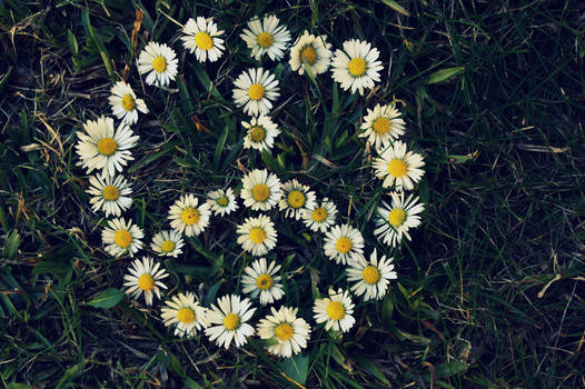 Peace from Daisies.