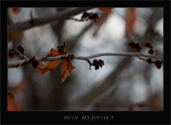 2013-04-06 Uk Arboretum Jupiter 9-17 Framed