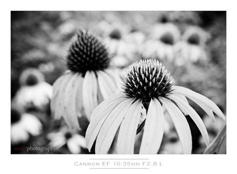 Cone Flower Bokeh