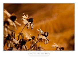 Autumn at the UK Arboretum