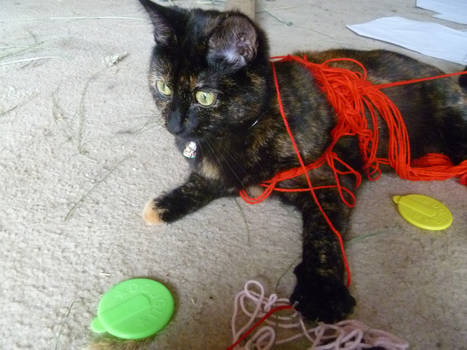 String Kitty