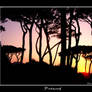 Pinewood with sunset