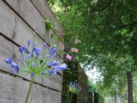 Flower Steps