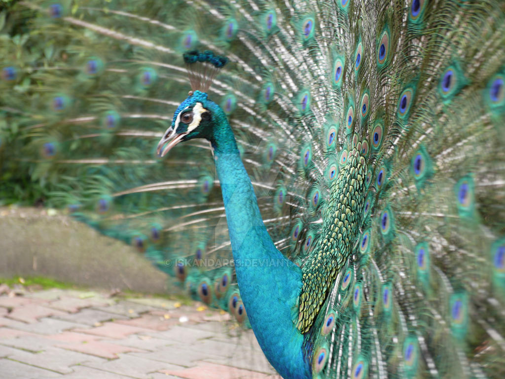 Majestic Peacock