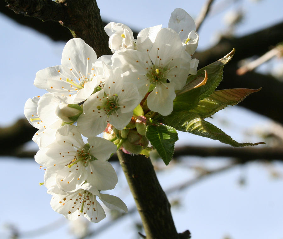 Cherry blossom