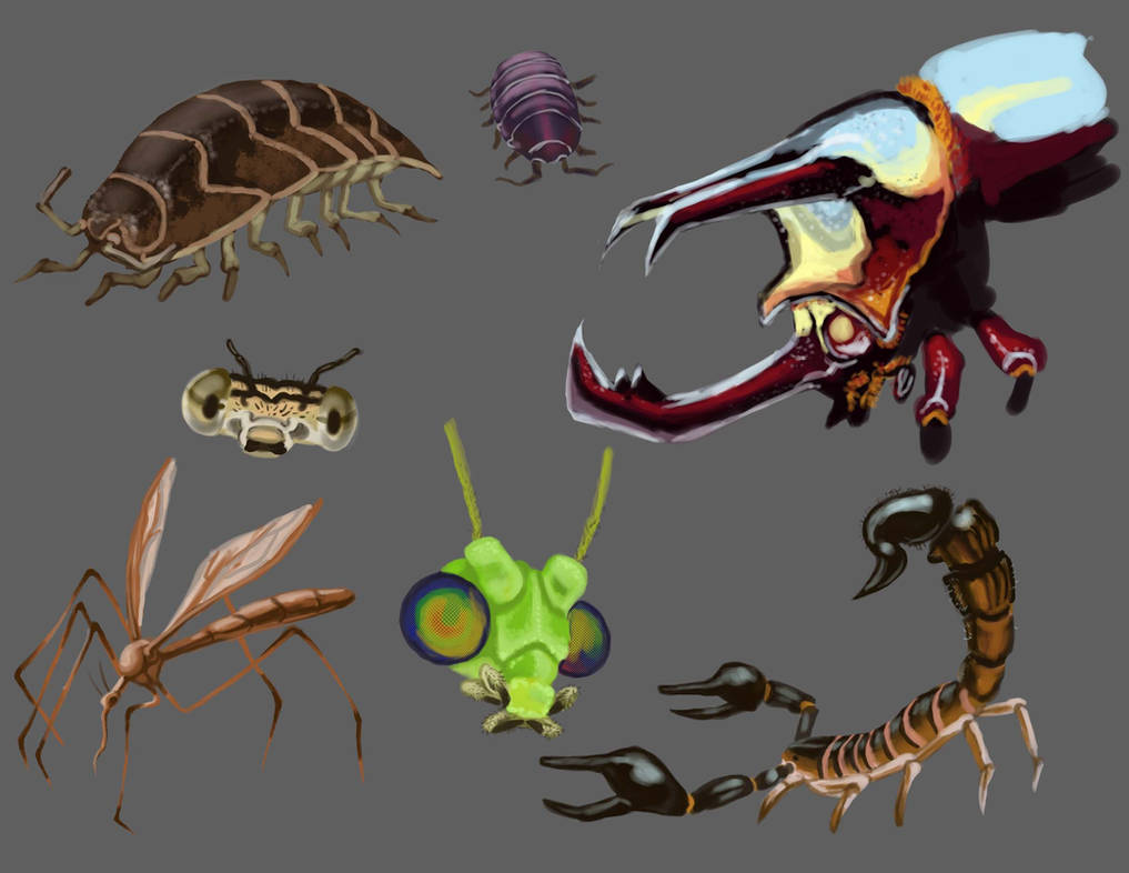 Bug Amalgamation Bug Studies by diehardzelda on DeviantArt