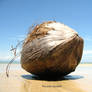 The Coconut