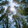 Reach out ot the Sun