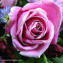 Pink Rose