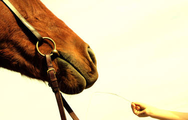 horse and child