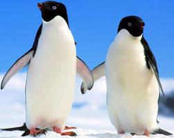 Adelie Penguins