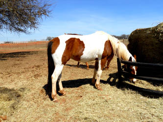 A Walk in the Pasture II