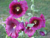 Hollyhocks in bloom