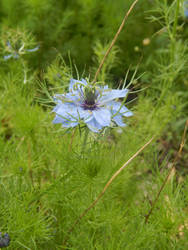 The little blue flower