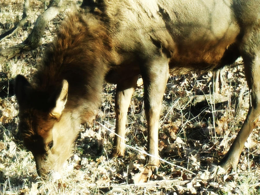 Elk 6