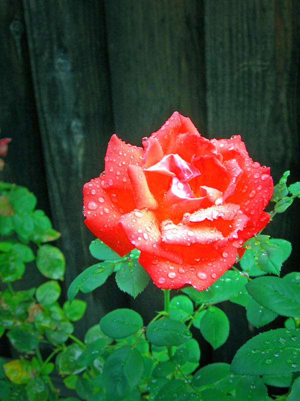 Rainy Rose