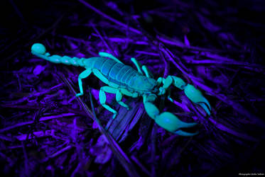 Giant Hairy Scorpion