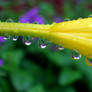 In the garden wet with rain