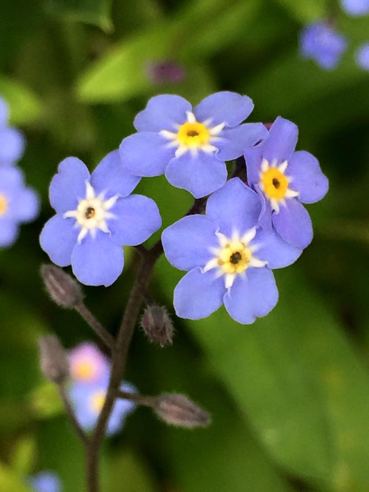 Forget-Me-Not