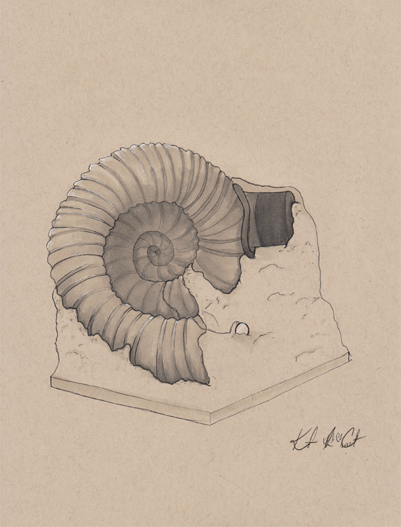 Excavated Aristocratic Ammonite