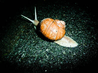 Snail