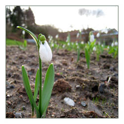 Snowdrop