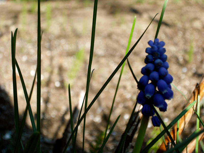 blue bells