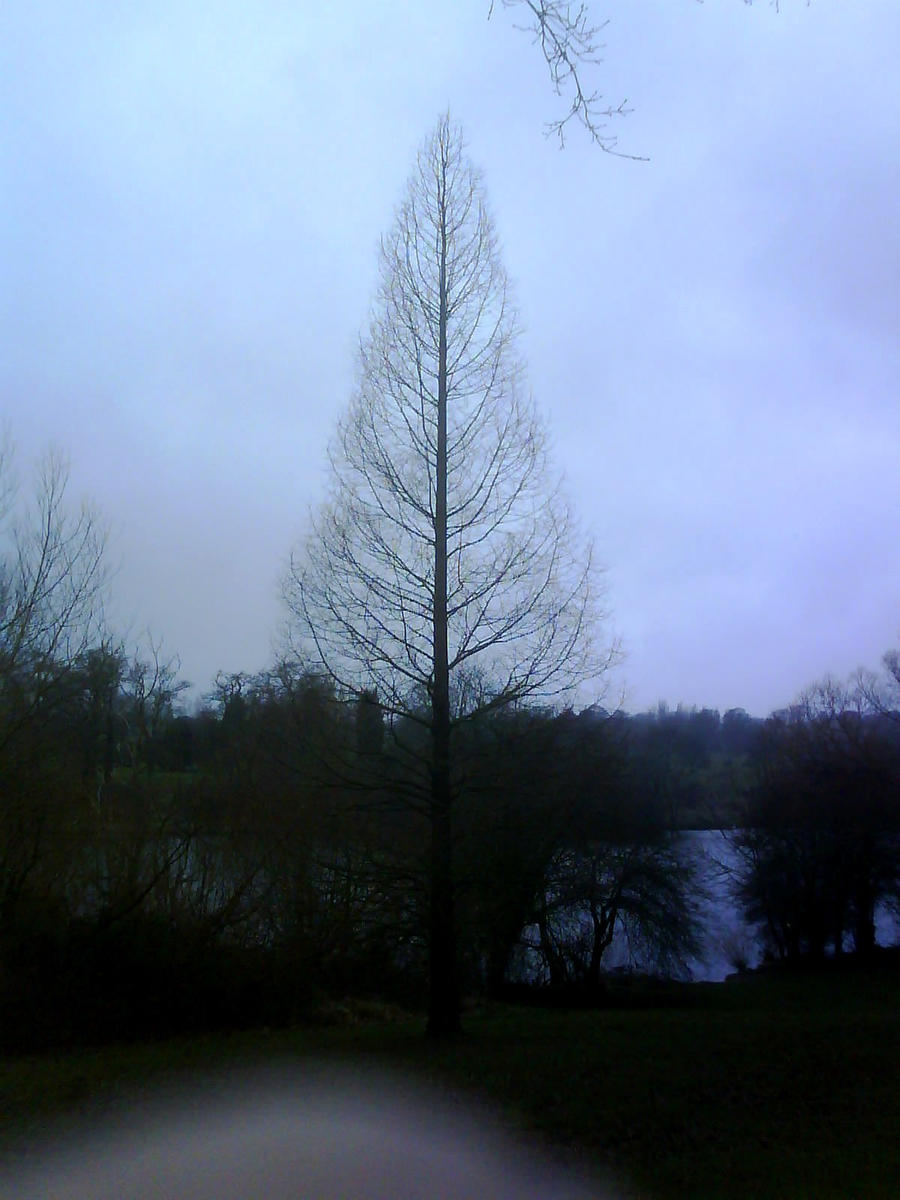 Mote Park 21 -Symmetrical tree