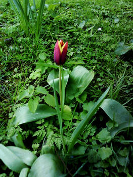 08-04-13 - The Tulip