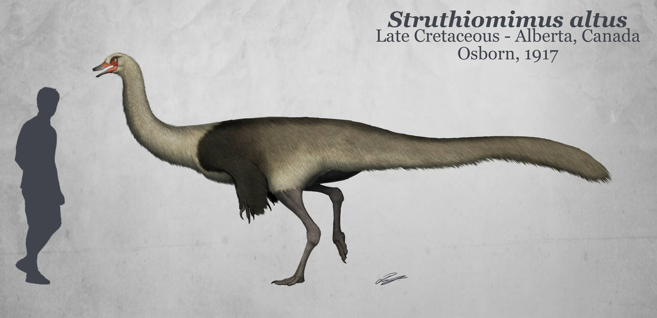 Struthious Struthiomimus altus by DefinetilyNotPedro on DeviantArt