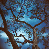 holga - a gloomy tree