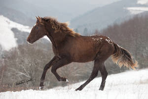 appaloosa barb?