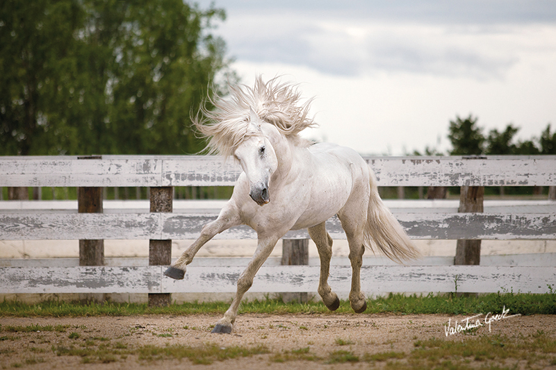 crin blanc by valentina-86 crin blanc by valentina-86