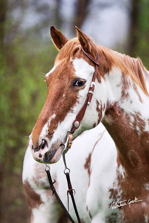 Little paint mare Rose by valentina-86 Little paint mare Rose by valentina-86