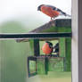 Bullfinches