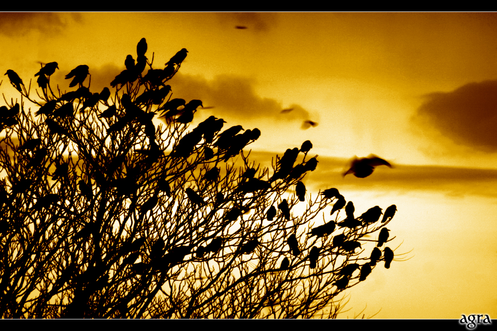 Crows At Sunset