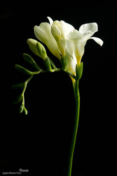 Freesia