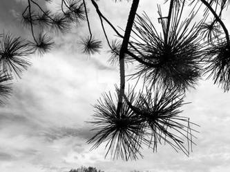 Pokey Branches and Cloudy Skies