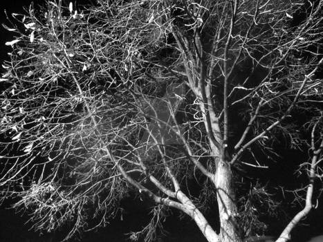 Black and White Nighttime Tree