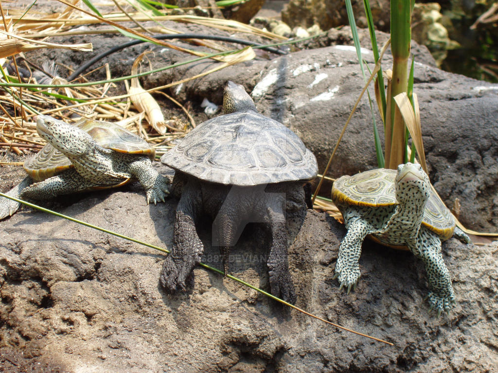 three little turtles. by cas887 on DeviantArt