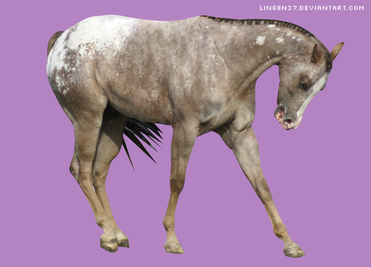 tackless appaloosa.