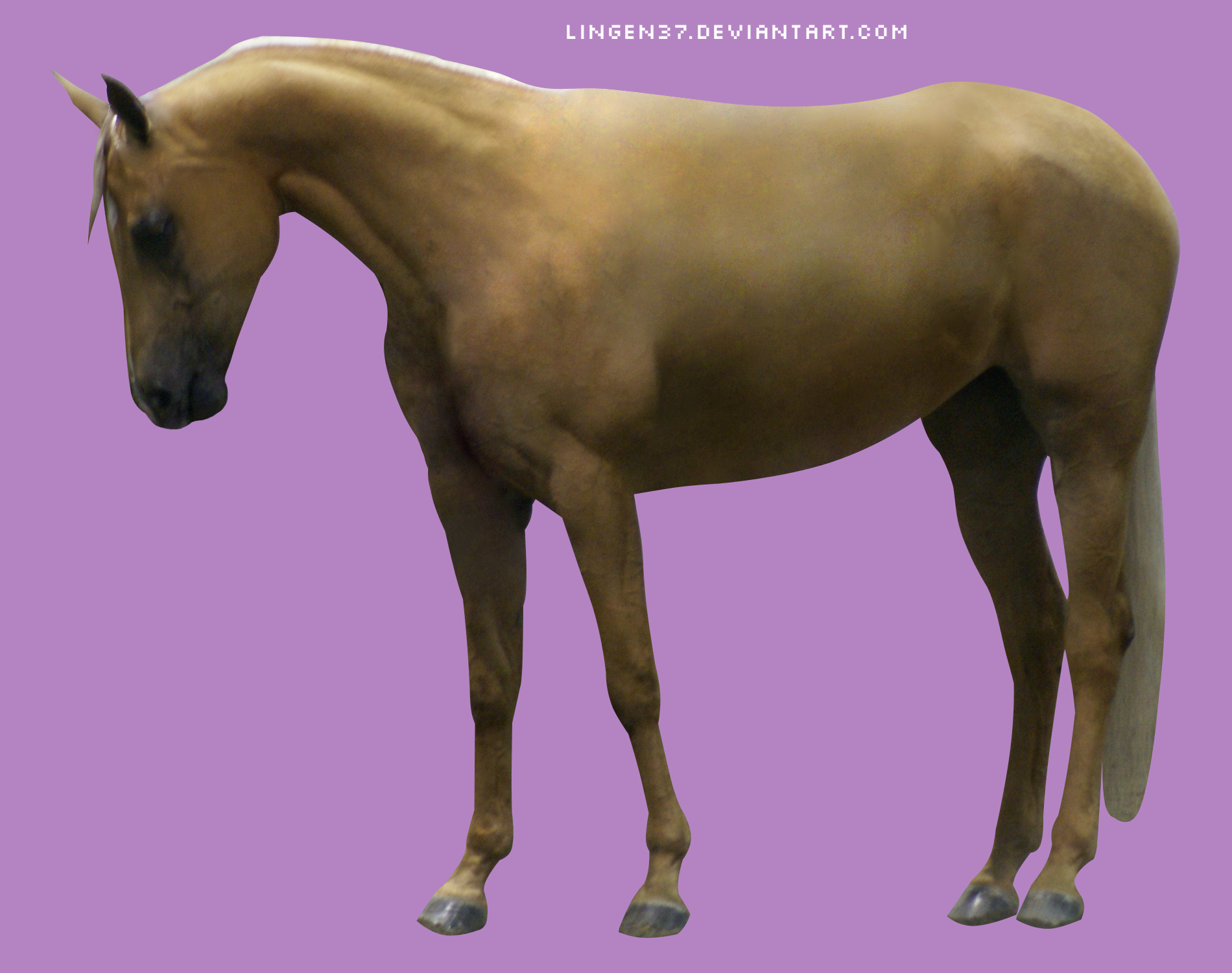 tackless palomino arab.