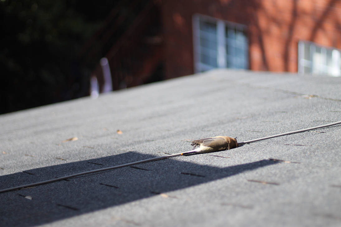 RIP Bird Bro by SwankyOtter on DeviantArt