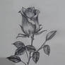 A Grey rose