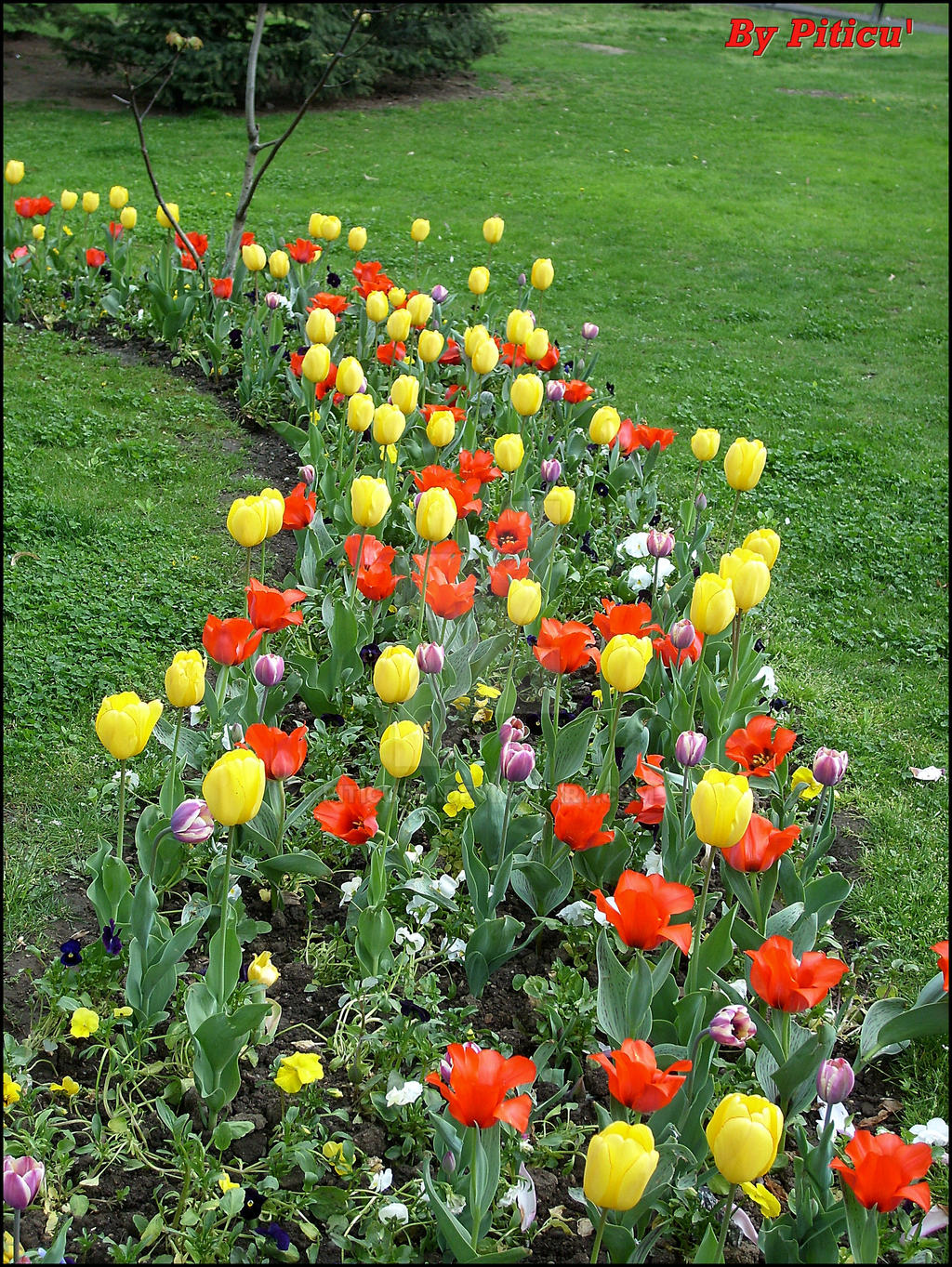 Tulips